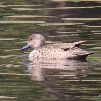 Anas gracilis (Grey Teal) at Tuggeranong Creek to Monash Grassland - 6 Nov 2023 by MatthewFrawley