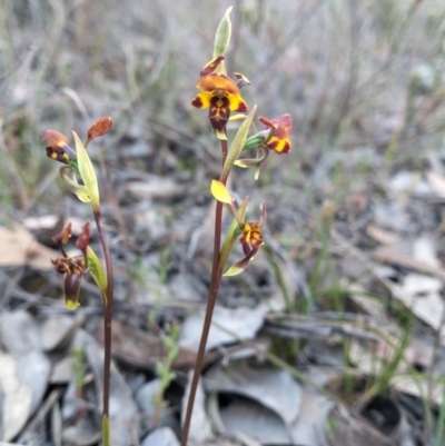 Diuris semilunulata (Late Leopard Orchid) at Kowen, ACT - 26 Oct 2023 by Zoed