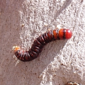 Lepidoptera unclassified IMMATURE at Point 4152 - 2 Nov 2023 11:33 AM