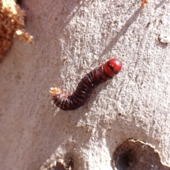 Lepidoptera unclassified IMMATURE at Point 4152 - 2 Nov 2023 11:33 AM