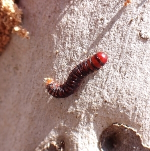 Lepidoptera unclassified IMMATURE moth at Point 4152 - 2 Nov 2023