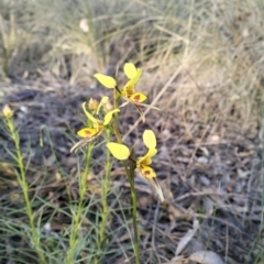 Diuris sulphurea (Tiger Orchid) at QPRC LGA - 26 Oct 2023 by Zoed