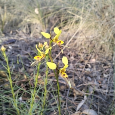 Diuris sulphurea (Tiger Orchid) at QPRC LGA - 26 Oct 2023 by Zoed