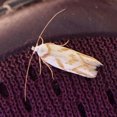 Oxythecta acceptella (Scat Moth) at Aranda Bushland - 2 Nov 2023 by CathB