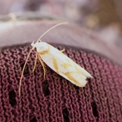 Oxythecta acceptella at Aranda Bushland - 2 Nov 2023 12:05 PM