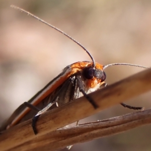 Palaeosia bicosta at Aranda Bushland - 6 Nov 2023 04:03 PM