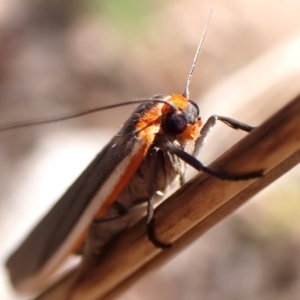 Palaeosia bicosta at Aranda Bushland - 6 Nov 2023 04:03 PM