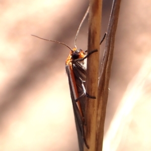 Palaeosia bicosta at Aranda Bushland - 6 Nov 2023 04:03 PM