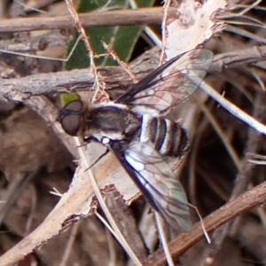 Villa sp. (genus) at Aranda Bushland - 3 Nov 2023 03:41 PM