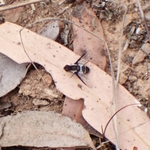 Villa sp. (genus) at Aranda Bushland - 3 Nov 2023 03:41 PM