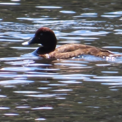 Aythya australis (Hardhead) at Monash, ACT - 6 Nov 2023 by MatthewFrawley