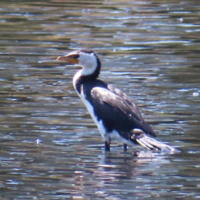 Microcarbo melanoleucos (Little Pied Cormorant) at Tuggeranong Creek to Monash Grassland - 6 Nov 2023 by MatthewFrawley