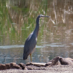 Egretta novaehollandiae (White-faced Heron) at Isabella Pond - 6 Nov 2023 by MatthewFrawley