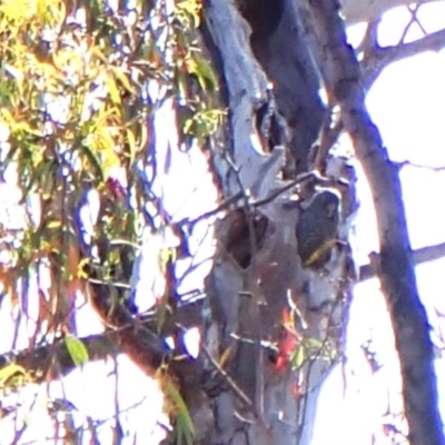 Callocephalon fimbriatum (Gang-gang Cockatoo) at Aranda, ACT - 6 Nov 2023 by CathB