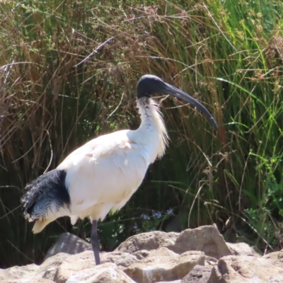 Threskiornis molucca (Australian White Ibis) at Tuggeranong Creek to Monash Grassland - 6 Nov 2023 by MatthewFrawley