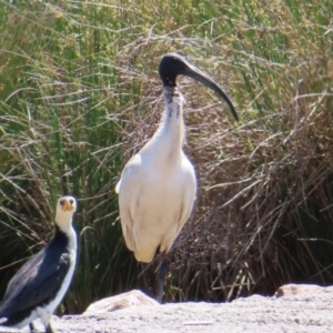 Threskiornis molucca at Isabella Pond - 6 Nov 2023 02:14 PM