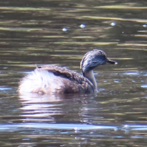 Poliocephalus poliocephalus at Tuggeranong Creek to Monash Grassland - 6 Nov 2023 02:15 PM