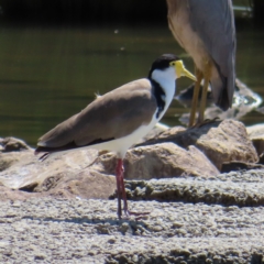 Vanellus miles (Masked Lapwing) at Monash, ACT - 6 Nov 2023 by MatthewFrawley