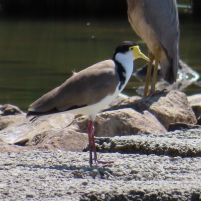 Vanellus miles (Masked Lapwing) at Isabella Pond - 6 Nov 2023 by MatthewFrawley