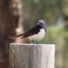 Rhipidura leucophrys (Willie Wagtail) at Tuggeranong Creek to Monash Grassland - 6 Nov 2023 by MatthewFrawley