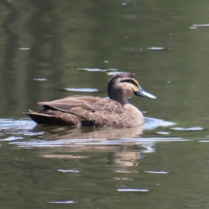 Anas superciliosa at Upper Stranger Pond - 6 Nov 2023 02:29 PM