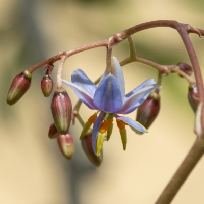 Dianella sp. (Flax Lily) at Higgins, ACT - 7 Nov 2023 by Untidy