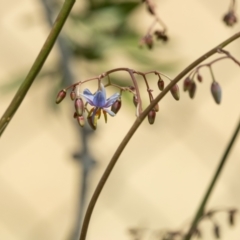 Dianella sp. at Higgins Woodland - 7 Nov 2023 12:20 PM