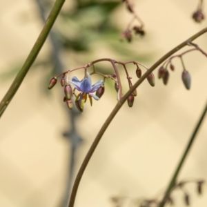 Dianella sp. at Higgins Woodland - 7 Nov 2023 12:20 PM