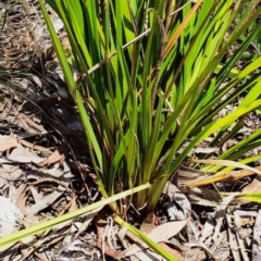 Dianella sp. at Higgins Woodland - 7 Nov 2023 12:20 PM