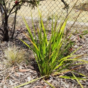 Dianella sp. at Higgins Woodland - 7 Nov 2023 12:20 PM