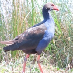 Porphyrio melanotus (Australasian Swamphen) at Isabella Plains, ACT - 6 Nov 2023 by MatthewFrawley