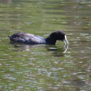 Fulica atra at Upper Stranger Pond - 6 Nov 2023