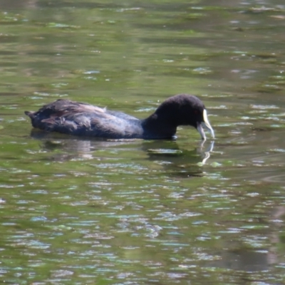 Fulica atra (Eurasian Coot) at Isabella Plains, ACT - 6 Nov 2023 by MatthewFrawley