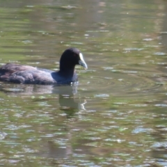 Fulica atra at Upper Stranger Pond - 6 Nov 2023