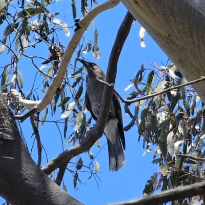 Strepera versicolor (Grey Currawong) at QPRC LGA - 7 Nov 2023 by Csteele4