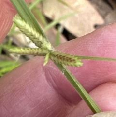 Cyperus sp. (A Sedge) at Jervis Bay, JBT - 7 Nov 2023 by lbradley