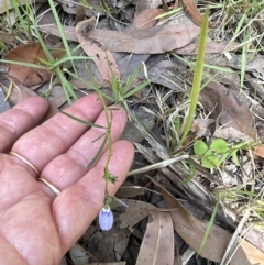 Hybanthus monopetalus (Slender Violet) at Jervis Bay, JBT - 7 Nov 2023 by lbradley