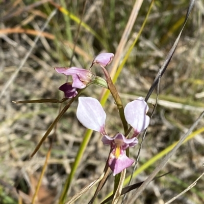 Diuris diminuta at Penrose - 5 Oct 2023 by Tapirlord