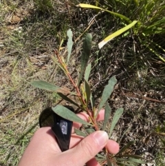 Acacia amoena at Penrose - 5 Oct 2023 by Tapirlord