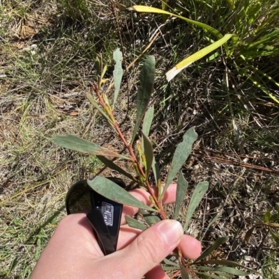 Acacia amoena at Penrose - 5 Oct 2023 by Tapirlord
