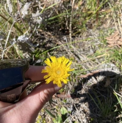 Podolepis jaceoides (Showy Copper-wire Daisy) at Wingecarribee Local Government Area - 5 Oct 2023 by Tapirlord