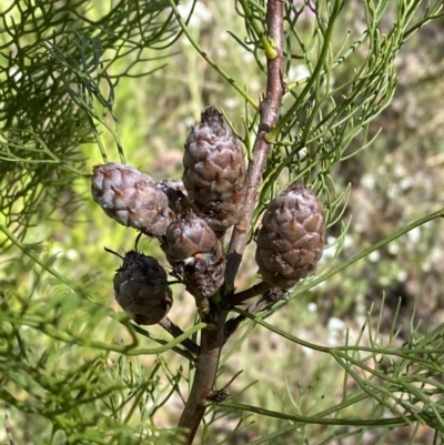 Petrophile pedunculata (Conesticks) at Bundanoon - 5 Oct 2023 by Tapirlord