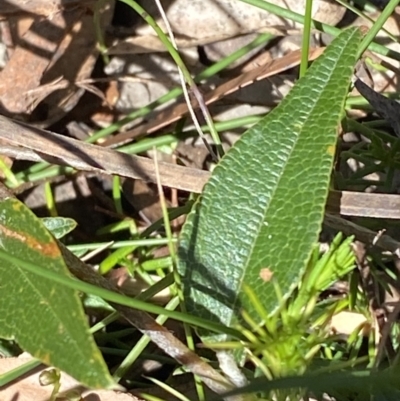 Mirbelia platylobioides (Large-flowered Mirbelia) at Bundanoon - 5 Oct 2023 by Tapirlord