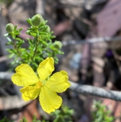 Hibbertia puberula (A Guinea Flower) at Bundanoon - 5 Oct 2023 by Tapirlord