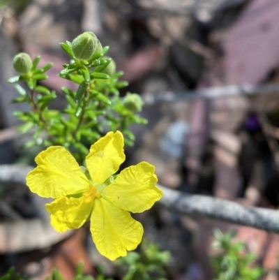 Hibbertia puberula (A Guinea Flower) at Bundanoon - 5 Oct 2023 by Tapirlord