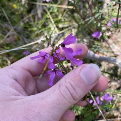 Tetratheca thymifolia (Black-eyed Susan) at Bundanoon - 5 Oct 2023 by Tapirlord