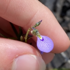 Hybanthus monopetalus (Slender Violet) at Bundanoon - 5 Oct 2023 by Tapirlord