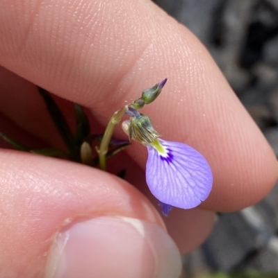 Hybanthus monopetalus (Slender Violet) at Bundanoon - 5 Oct 2023 by Tapirlord