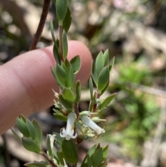 Brachyloma daphnoides (Daphne Heath) at Wingecarribee Local Government Area - 5 Oct 2023 by Tapirlord