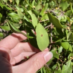 Persoonia laurina (Laurel Geebung) at Bundanoon - 5 Oct 2023 by Tapirlord